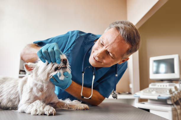 Best Emergency Dental Care for Broken or Chipped Teeth in Randolph, NE